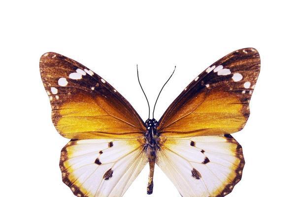 兼容Oracle数据库,但是要规避知识产权风险